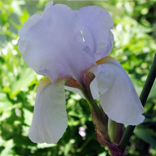Iris germanica Immortality